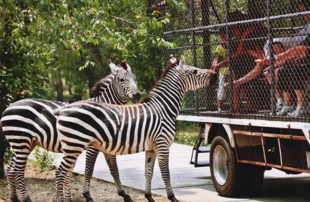 游客量屢創新高，這家動物園在園區建了一座游樂場！