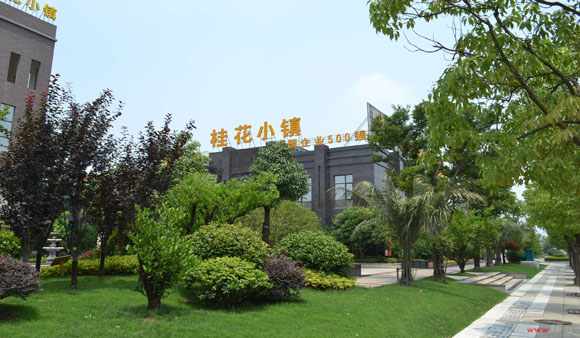 桂花為媒“種”出特色小鎮