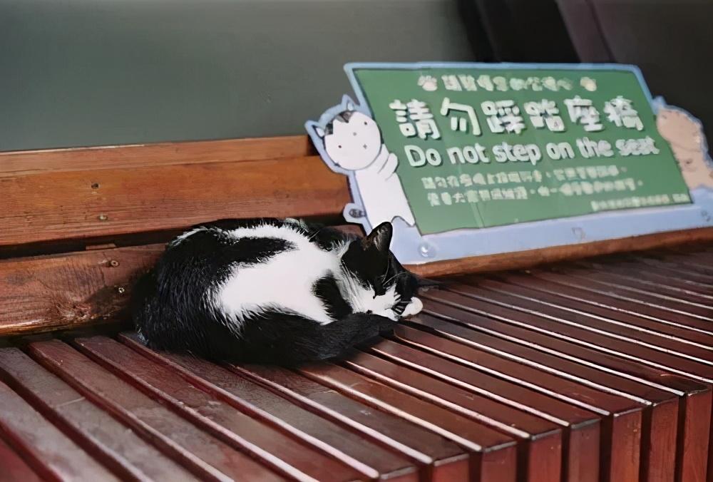 妖怪村、貓村和熊本熊，這些火遍網絡的IP是如何打造的？
