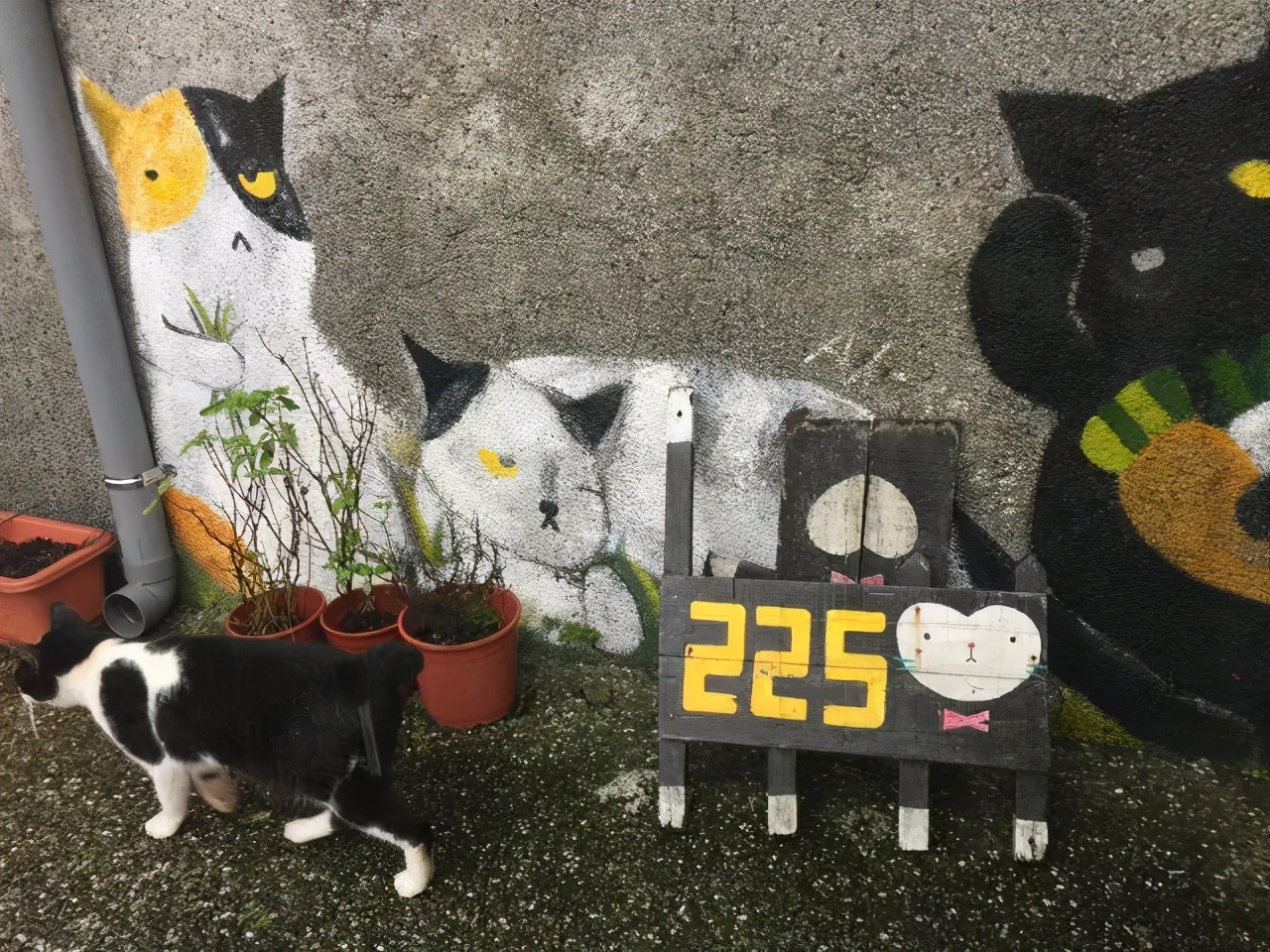 妖怪村、貓村和熊本熊，這些火遍網絡的IP是如何打造的？