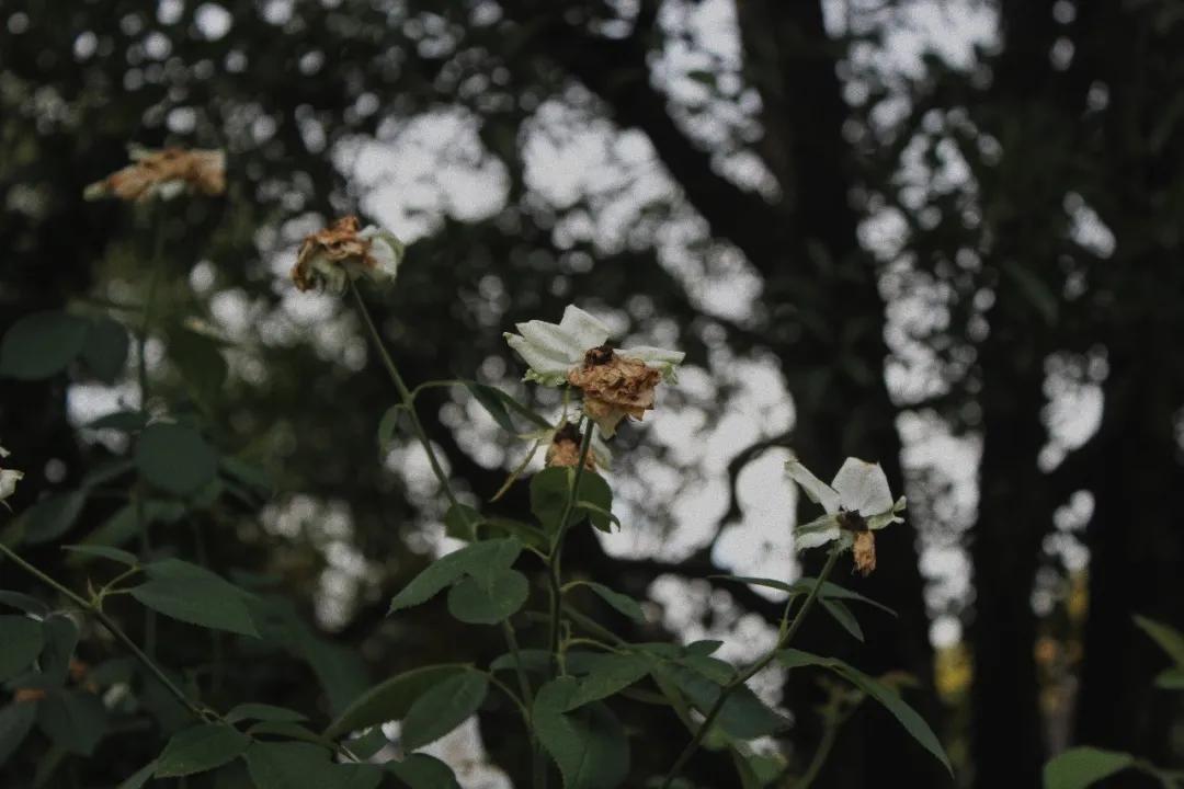 gáBdSС患ƵΠִã