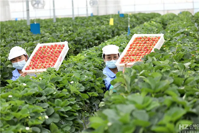 會澤待補鎮：打造世界領先的夏季草莓特色小鎮