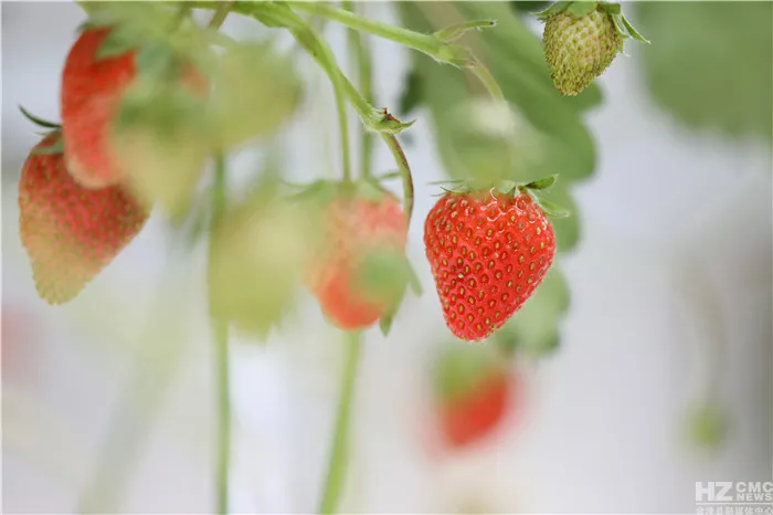 會澤待補鎮：打造世界領先的夏季草莓特色小鎮