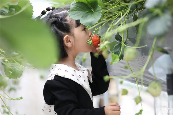 會澤待補鎮：打造世界領先的夏季草莓特色小鎮