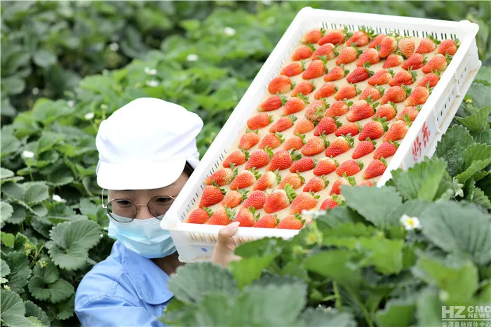 會澤待補鎮：打造世界領先的夏季草莓特色小鎮