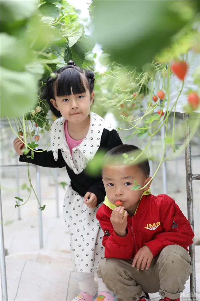 會澤待補鎮：打造世界領先的夏季草莓特色小鎮