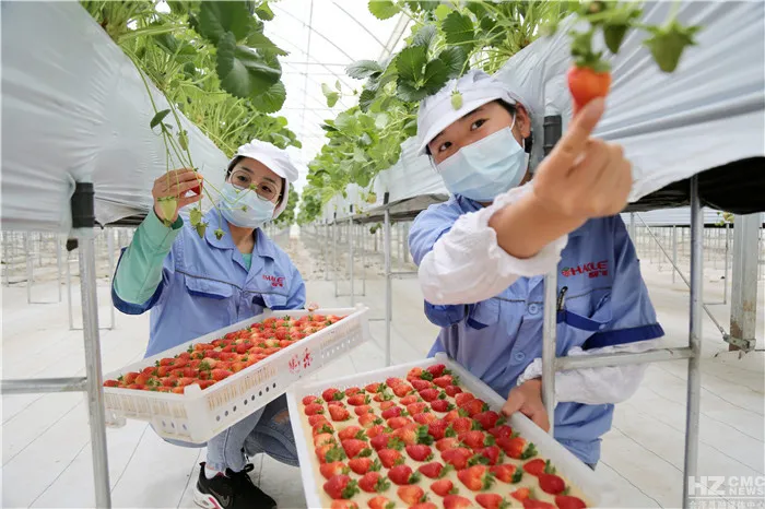 會澤待補鎮：打造世界領先的夏季草莓特色小鎮