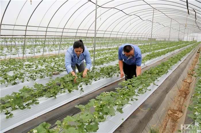 會澤待補鎮：打造世界領先的夏季草莓特色小鎮