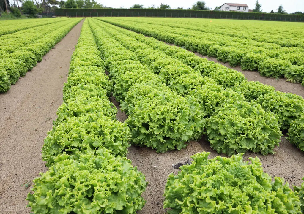 公園里種菜,讓小農業融合在大城市中的新嘗試